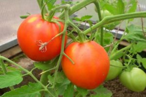 Description de la variété de tomate Pyshka et de ses caractéristiques