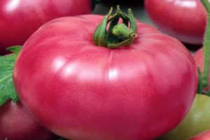 Description de la variété de tomate Robinson et de ses caractéristiques