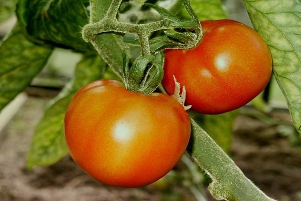 mahabang fruiting