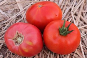 Description of the pink titanium tomato variety and its characteristics