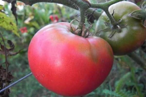 large-fruited tomatoes