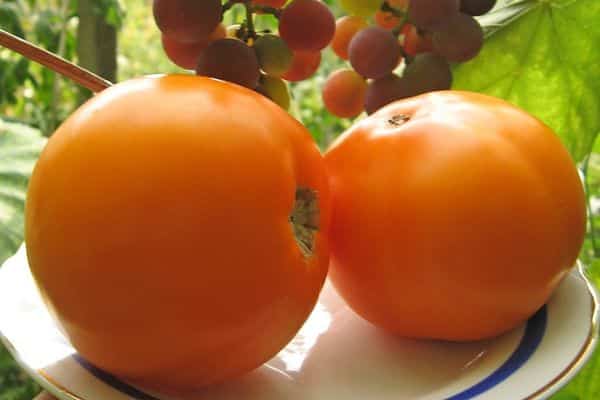 Yellow tomatoes