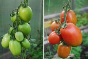 Descripción de la variedad de tomate Imperio Ruso y sus características.