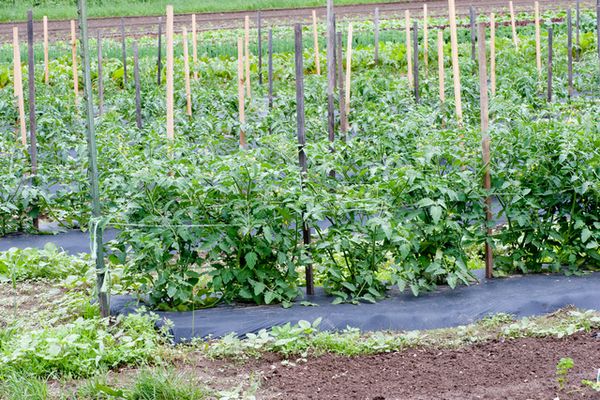 Tomates en crecimiento