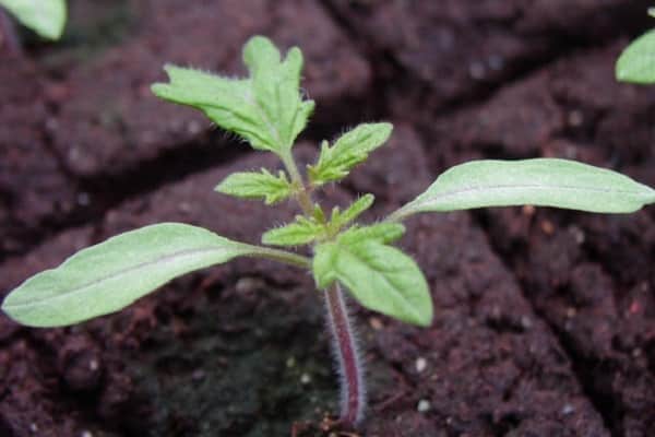 creeping stem