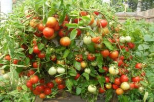 Penerangan mengenai pelbagai jenis mutiara kebun dan ciri-ciri tomato