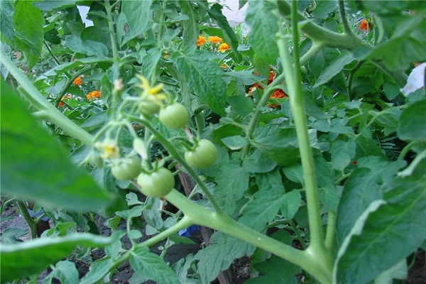 tomates cherry