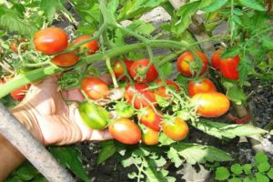 Descripción de la variedad de tomate Azúcar ciruela frambuesa, sus cuidados