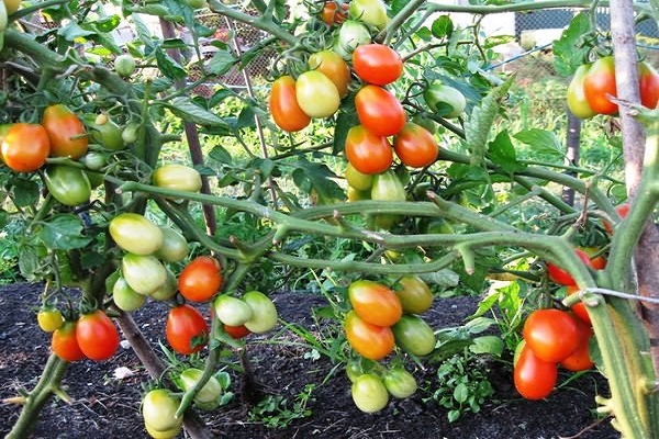 early ripe tomatoes