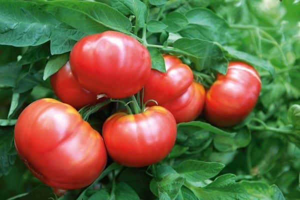 Large tomatoes