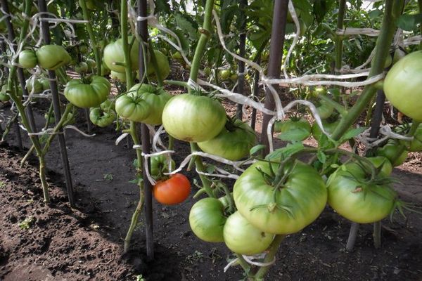 Tomates atados