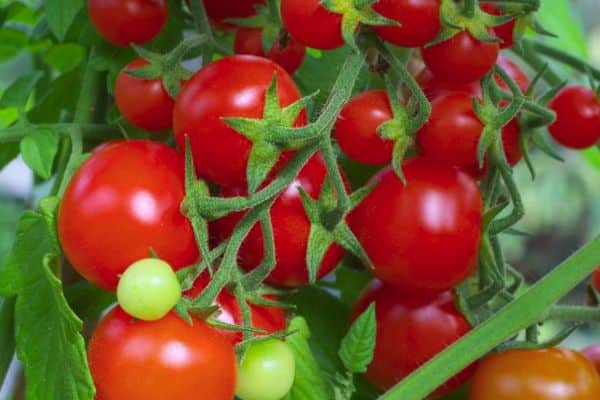 Tomate en crecimiento