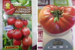 Description of the tomato variety Senior tomato and its yield