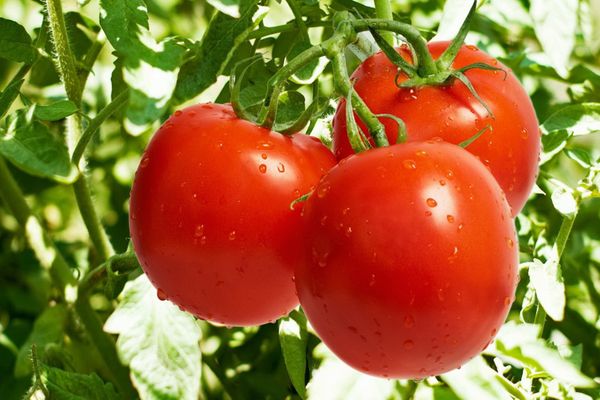 Tomato masak