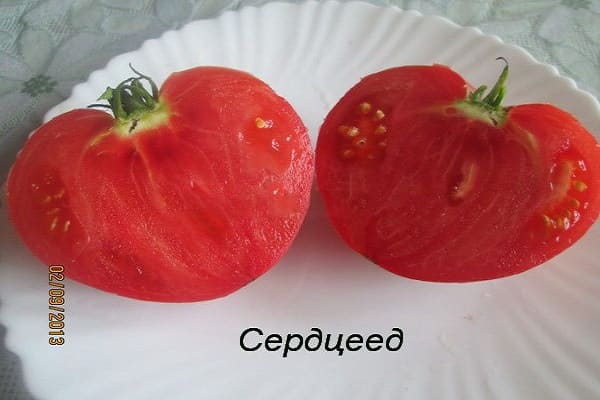 tomato pertengahan musim