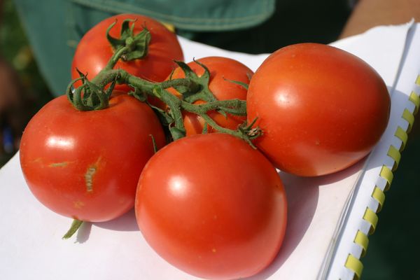 Ripe tomatoes