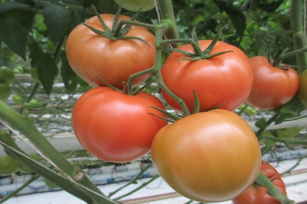 Unripe tomatoes