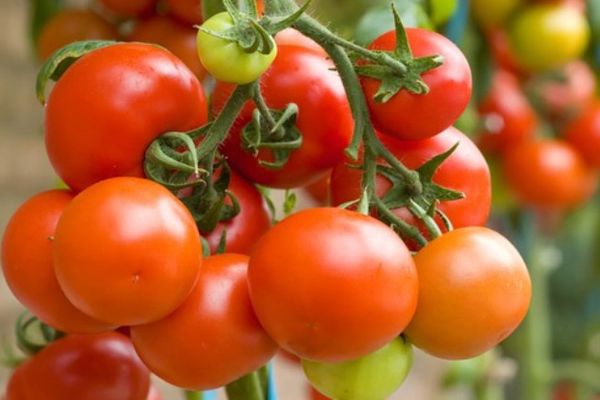 Tomate fruit