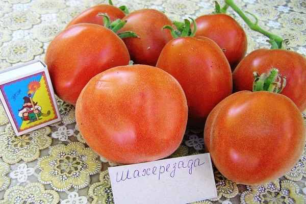 Tomate Scheherazade