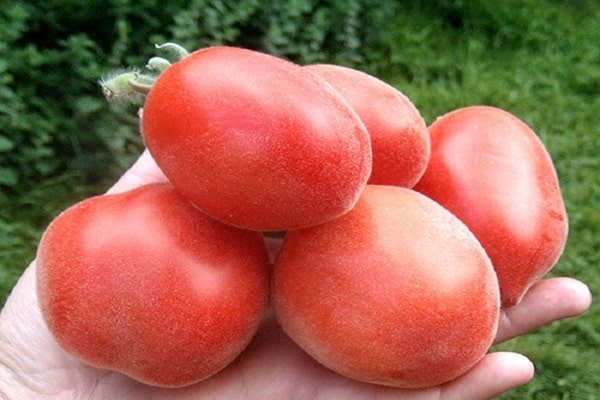 tomato peach