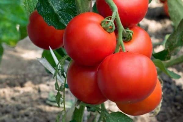 Ripe tomatoes