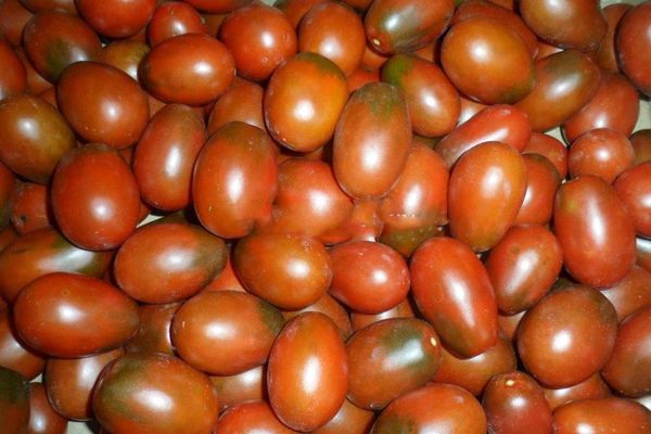 Harvest of tomatoes