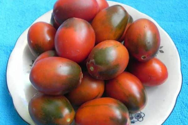 Híbridos de tomate