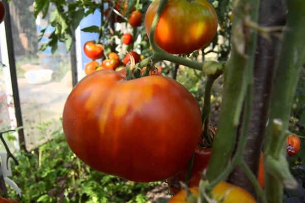 Tomatoes in a greenhouse