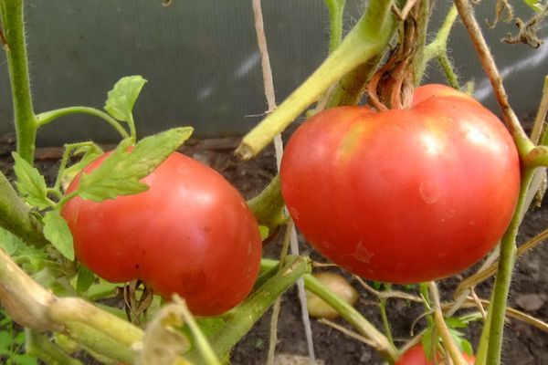 Growing tomatoes