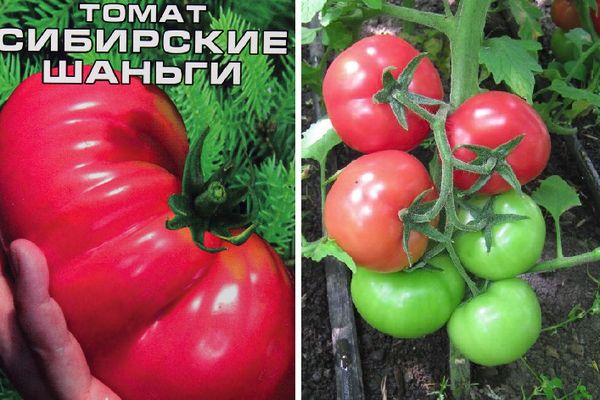 Graines de tomates