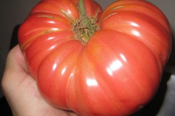 Tomate grande