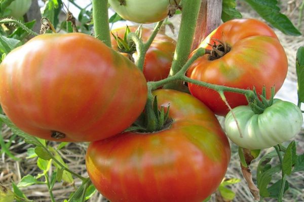 Tomates en crecimiento