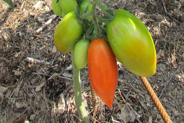 tomato sicilia