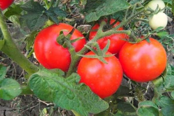 Ripe tomatoes