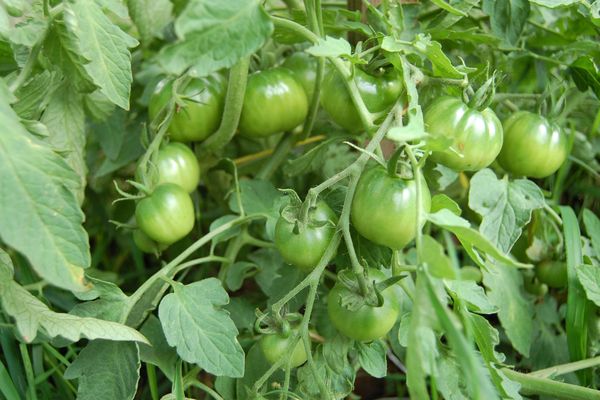 Tomates vertes