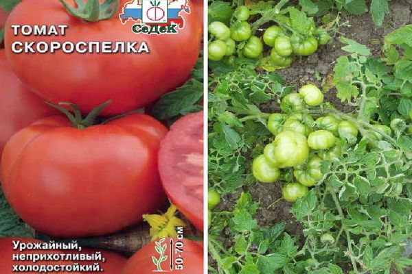 Tomates vertes