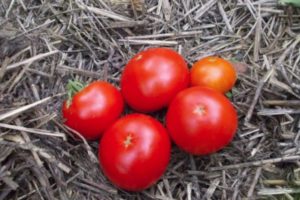 Penerangan mengenai varieti tomato awal Skorospelka dan ciri-cirinya