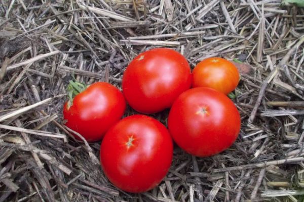 Tomates à maturation précoce