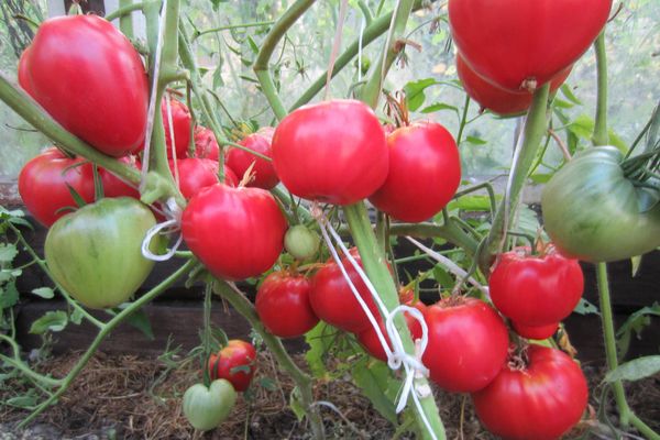 Tomates en crecimiento