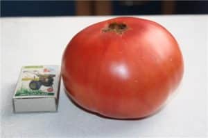 Characteristics and description of the Scorpio tomato variety, its yield