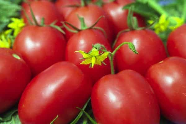 Ripe tomatoes