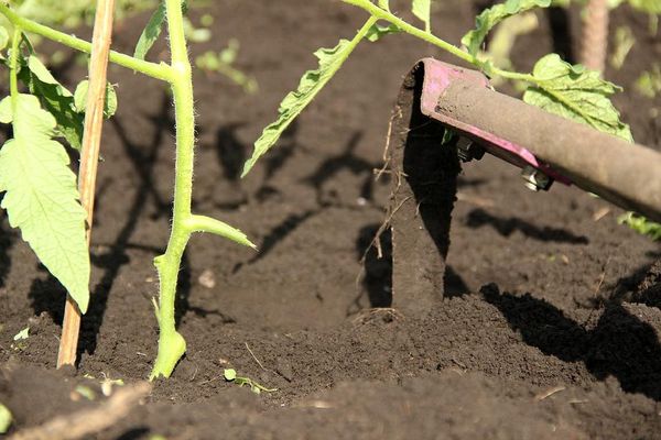 Growing vegetables