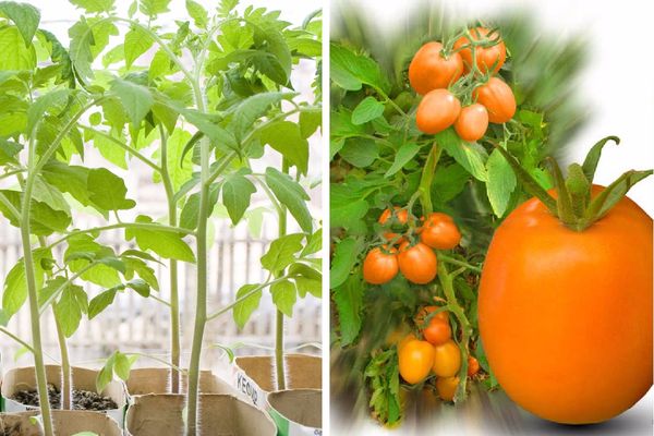 Hybrides de tomates