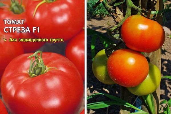 Hybrides de tomates