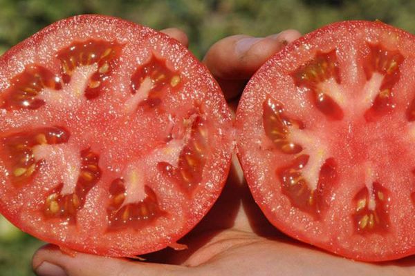 Tomate híbrido