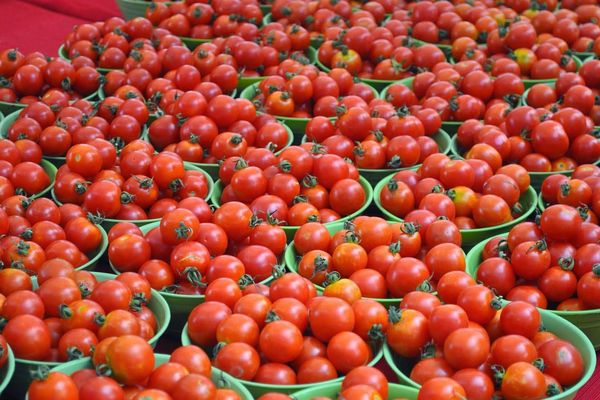 Récolte de tomates