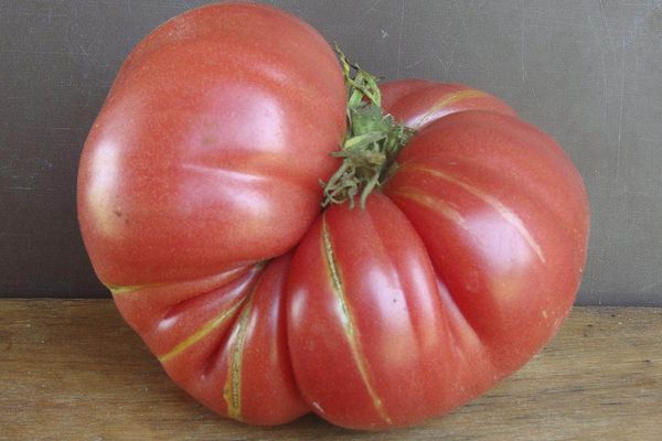 Ripe tomato