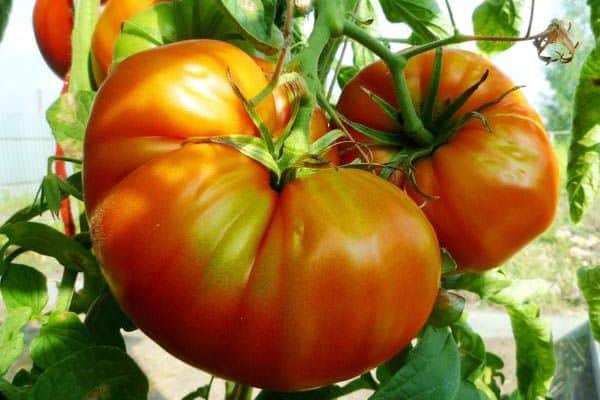 Grosses tomates