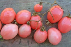 Penerangan mengenai varieti tomato Tais dan ciri-cirinya