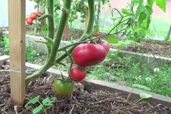 Talalikhin tomato